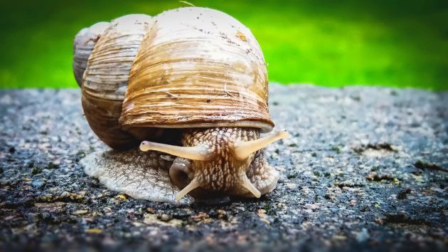 Śluz ślimaka w kosmetykach – naturalny sposób na idealną cerę