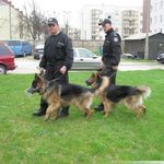 Szkolenie policyjnych psów. Będzie można podziwiać zwierzaki w akcji