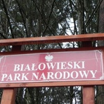 Dyrektor Białowieskiego Parku Narodowego odwołana 