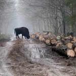 Spacer obywatelski po Puszczy Białowieskiej. Przeciwko zamykaniu lasu