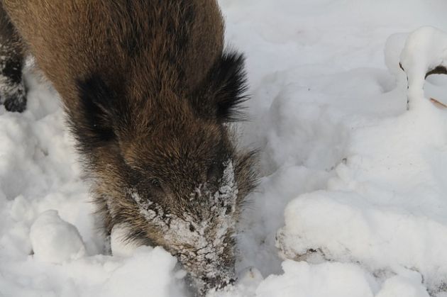 ASF-u ciąg dalszy. Nowe ogniska w Podlaskiem