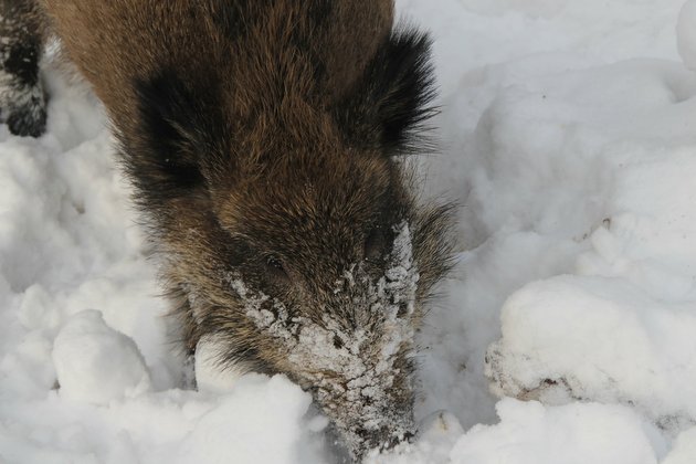 Działania są, tylko efektów brak. Spotkanie samorządowców na temat ASF-u