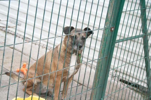 Schroniskowe czworonogi będą miały okazję się wybiegać. Kolejne PSIEbiegi w Białymstoku