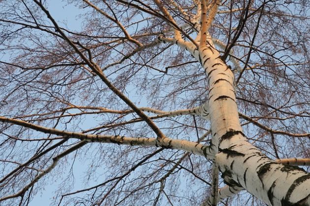 Pijany wiózł żonę i dzieci. Uderzył w przydrożne drzewo