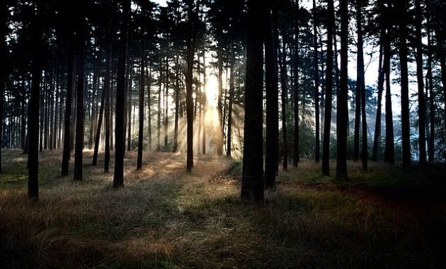 Kleszczowe zapalenie mózgu. Próbki od chorych z całej Polski dotrą do Białegostoku