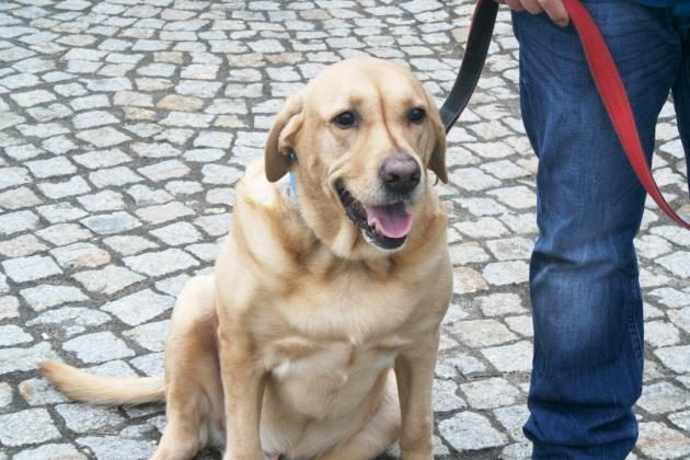 Wystawa, szkolenia, pokazy, a nawet fitness dog. Zbliża się "Pieskie życie"