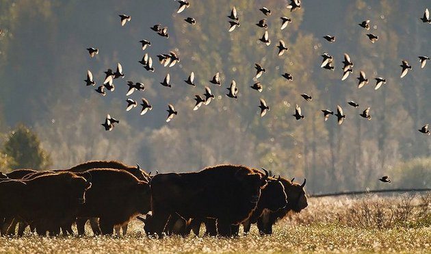 Myśliwi już nie będą strzelać do żubrów. Powstanie też nowe stado