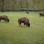 Sfotografuj żubra i weź udział w konkursie