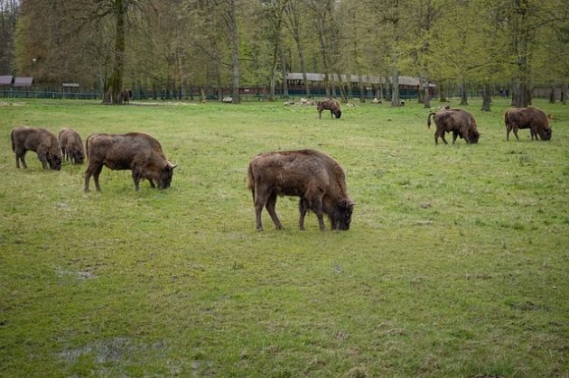 Sfotografuj żubra i weź udział w konkursie