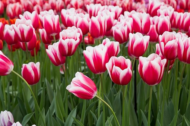 Tulipan – król kwiatów cebulowych. Jak je sadzić i o nie dbać?