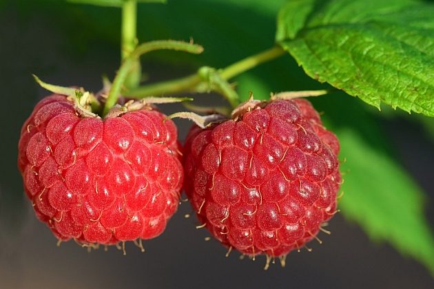 Słodkie perły dla urody i zdrowia. Te owoce to naturalni przyjaciele cery