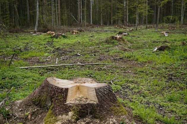 Bronili Puszczy Białowieskiej. Są niewinni po dwakroć