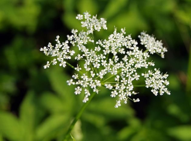 Barszcz Sosnowskiego. Przed niebezpieczną rośliną ostrzega Główny Inspektorat Sanitarny