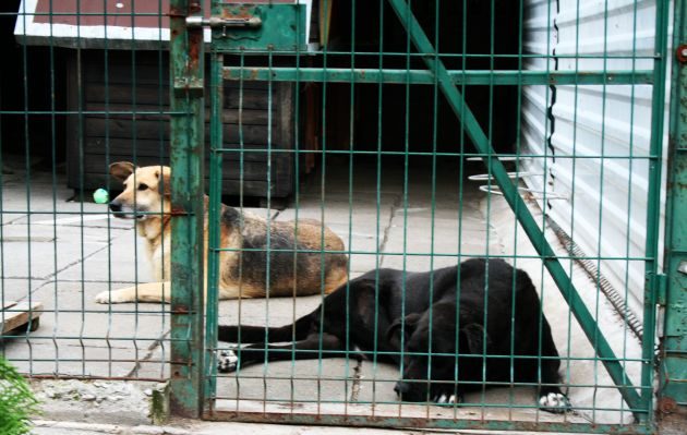 Schroniskowe psiaki potrzebują specjalnej karmy. Wolontariusze proszą o pomoc