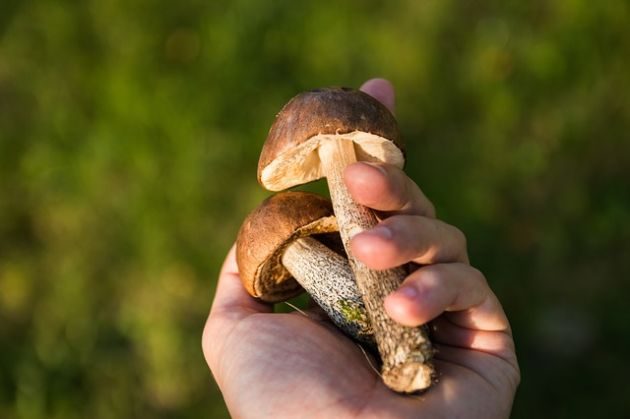 Święto Grzyba - tego nie można sobie odmówić