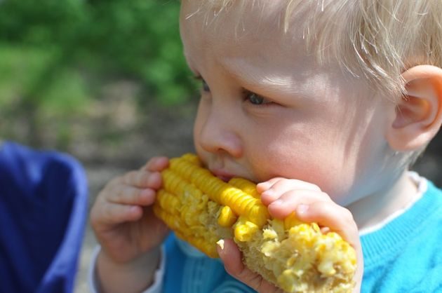 Podlaski Dzień Kukurydzy: wykłady, degustacje i konkursy