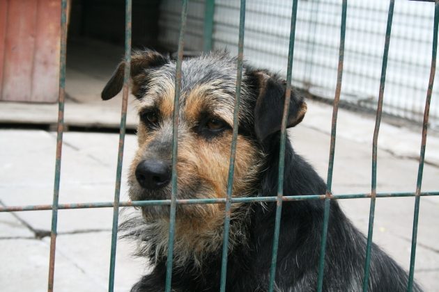 Razem możemy pomóc schroniskowym psiakom. Czego potrzebują?