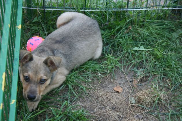 Akcja "Zerwijmy  łańcuchy" i "Parada Adopciaków". Dużo się dzieje w schronisku