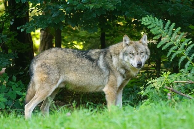 Wilki, łosie i dziki są coraz bliżej. Podchodzą i obserwują