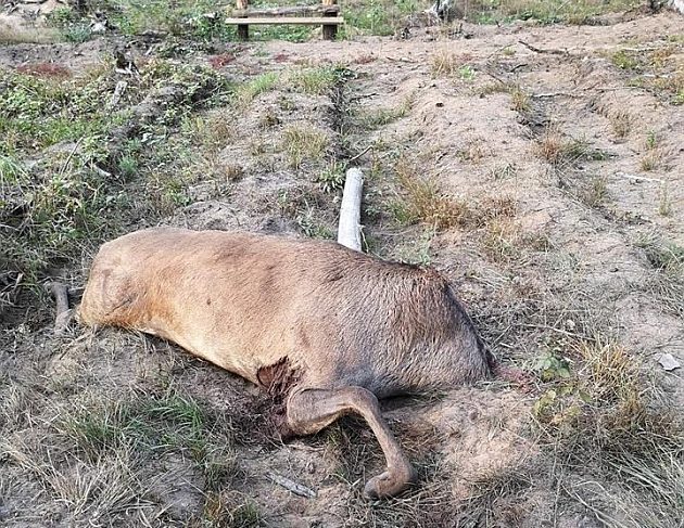 Przerażający widok na trasie z Białegostoku do Michałowa. Ludzie są oburzeni