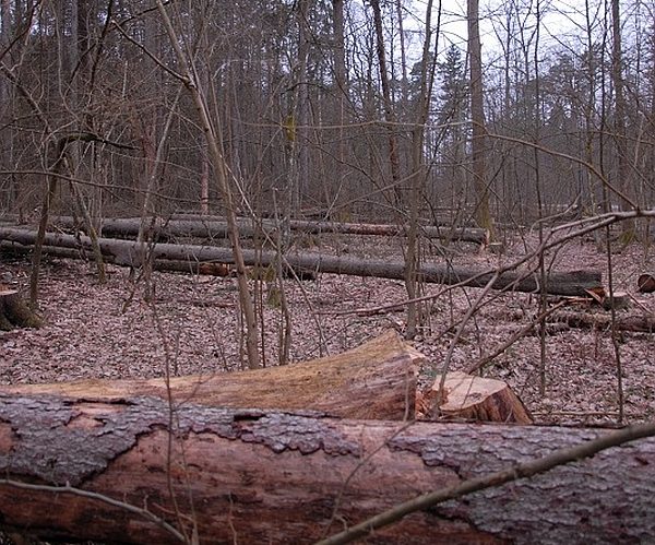 Spłonęło prawie 40 hektarów lasów. Co z przyszłością Puszczy Białowieskiej?