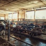 Koniec z nadużywaniem antybiotyków w rolnictwie i podawaniem ich zwierzętom