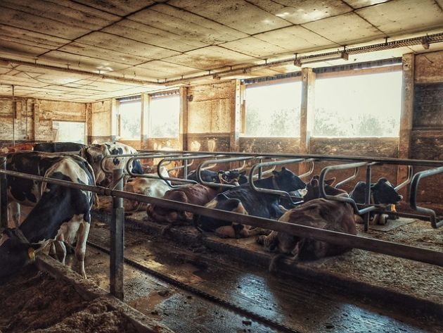 Koniec z nadużywaniem antybiotyków w rolnictwie i podawaniem ich zwierzętom