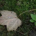 Będzie pochmurno, ale zdecydowanie cieplej. Ile stopni pokażą termometry 30 października?