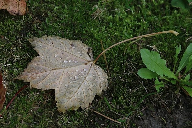 Będzie pochmurno, ale zdecydowanie cieplej. Ile stopni pokażą termometry 30 października?