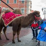 Głosuj na wielbłąda i wygraj korony! Białostoczanie mogą mieć żywe zwierzę w Orszaku
