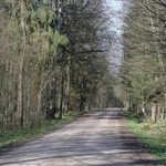 Partia Zieloni interweniuje ws. drogi w Puszczy Białowieskiej