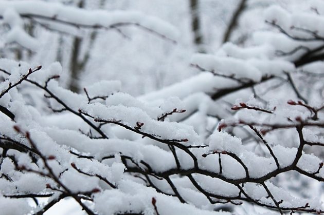 Meteorolodzy ostrzegają przed intensywnym śniegiem