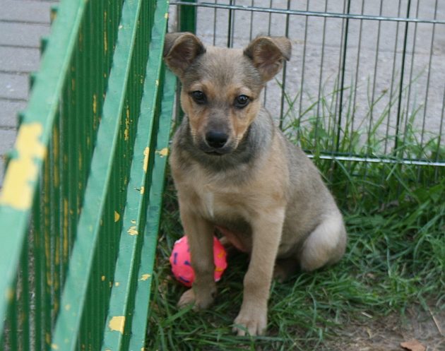 Szczeniaka ze schroniska teraz nie adoptujesz. Dlaczego?