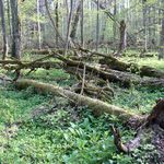 Cała Puszcza Białowieska parkiem narodowym? Tego chce społeczeństwo