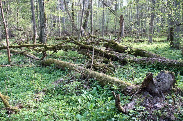 Cała Puszcza Białowieska parkiem narodowym? Tego chce społeczeństwo