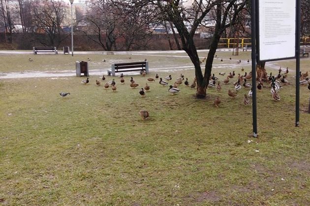 Pogoda w sylwestra nie zachwyci. Czeka nas ochłodzenie i spadek temperatury