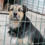 "Pora na Psiego Seniora" - przygarnij starszego przyjaciela