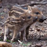 Ratuj się kto może. Będą odstrzały dzików, żubrów, a nawet bobrów