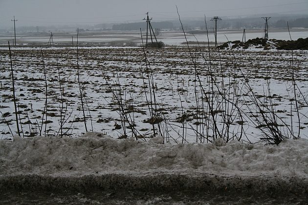 Pogoda na weekend. Będzie mroźnie, ale bez opadów