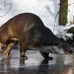 Będzie ślisko w Podlaskiem. Synoptycy ostrzegają