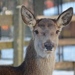 Odwiedzając zoo, nie dokarmiajmy zwierząt