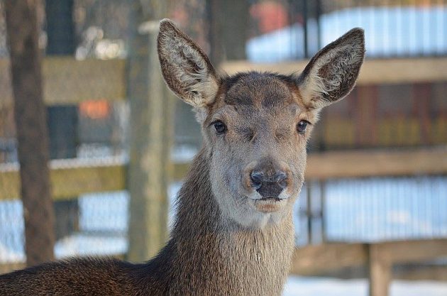 Odwiedzając zoo, nie dokarmiajmy zwierząt