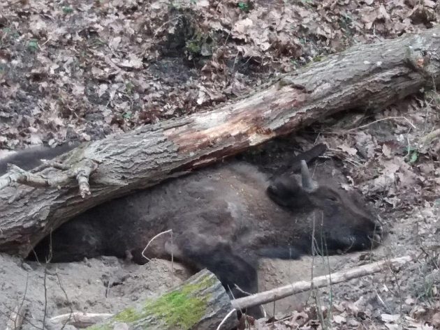 Żuberek zginął w tragiczny sposób. Zwierzę zabiło martwe drzewo