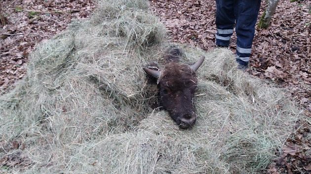 Żubr przygnieciony drzewem. Leśnicy prowadzą akcję w Puszczy Białowieskiej