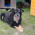 Do schroniska trafia więcej psów. Na szczęście adopcje są coraz popularniejsze