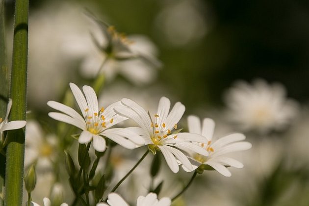 Pogoda na 12 marca. W nocy temperatura spadnie poniżej zera