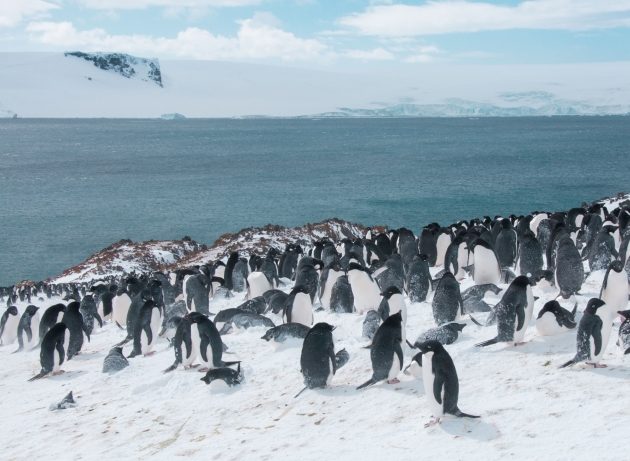 Antarktyka. Opowieści o lodowcach, pingwinach i stacji polarnej