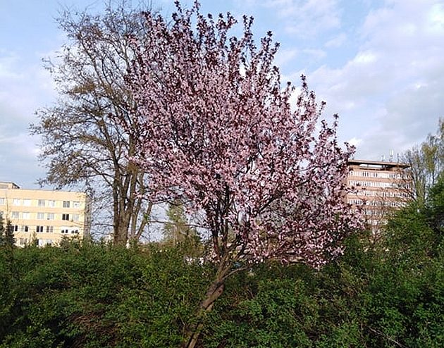 Pogoda na ostatni weekend kwietnia