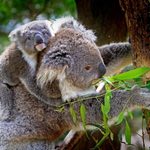 Koala to nie miś, czyli fascynujący świat torbaczy