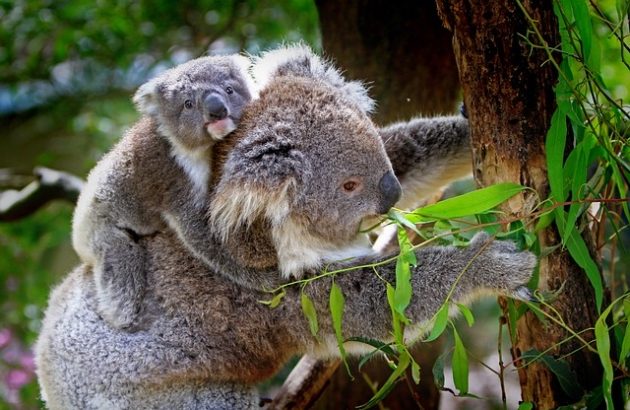 Koala to nie miś, czyli fascynujący świat torbaczy